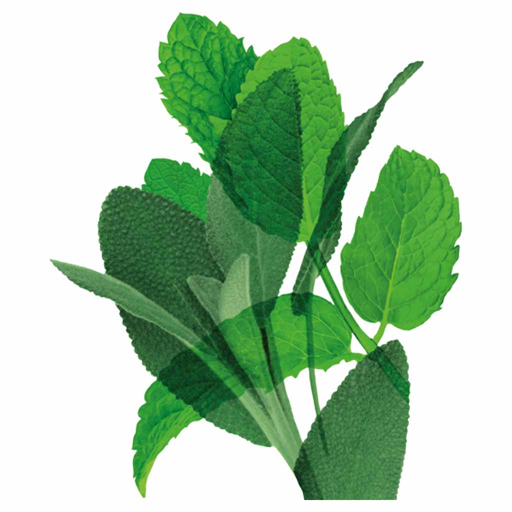 Ecodenta Multifunctional Mouthwash Suuvesi 250ml